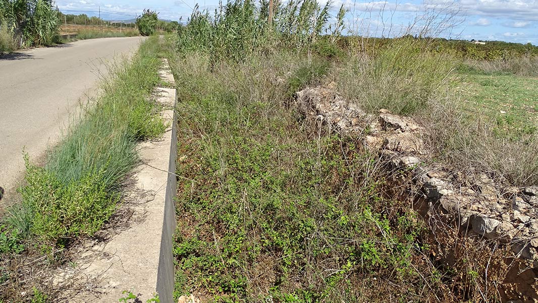 El torrent de Son Cifre, ple de brutor, canyes, romaguers i altres arbusts